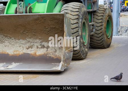 Excavator bucket and two wheels. Pigeon on asphalt. Road repair works. Stock Photo