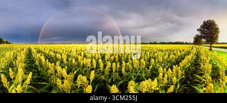 Rainbow over yellow sorghum field at dramatic sunset - landscape panorama Stock Photo