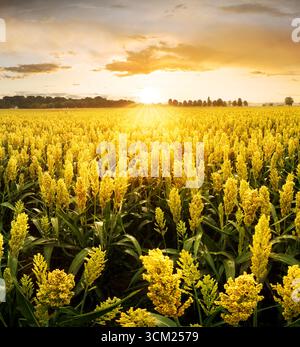 Sunset or sunrise on a sorghum field with golden ears and a dramatic cloudy Stock Photo