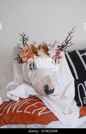 Cute Bull Terrier dressed as ghost with flower crown and horns on white background Stock Photo