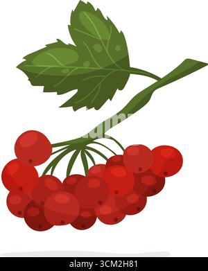 Viburnum branch with red berries and green leaves Stock Vector