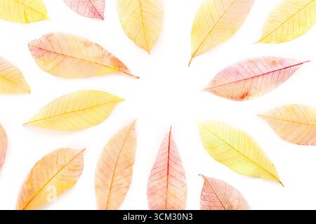 Autumn leaves frame on a white background. Painted skeleton leaves with copy space. Fall banner Stock Photo
