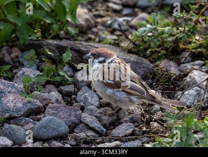 Eurasian tree sparrow Stock Photo