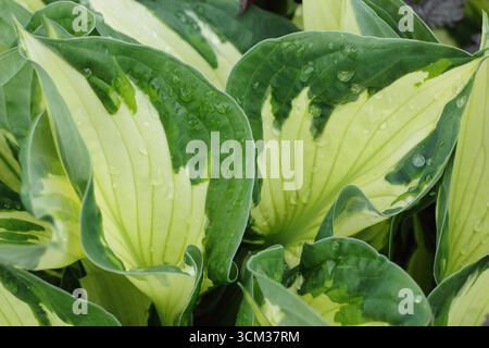 Hosta Whirlwind. Green and cream striped leaves of Hosta Whirlwind (fortunei),  Plantain lily in spring. UK Stock Photo