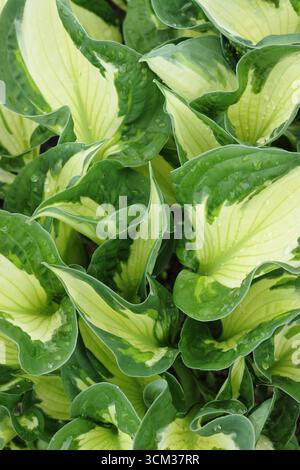 Hosta Whirlwind. Green and cream striped leaves of Hosta Whirlwind (fortunei),  Plantain lily in spring. UK Stock Photo