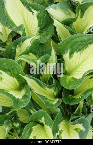 Hosta Whirlwind. Green and cream striped leaves of Hosta Whirlwind (fortunei),  Plantain lily in spring. UK Stock Photo