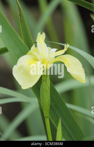 Iris Laevigata Wychwood Surprise, a water iris suitable for pond margins. UK Stock Photo