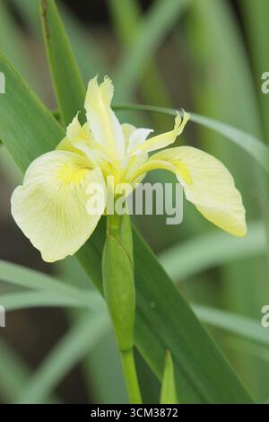 Iris Laevigata Wychwood Surprise, a water iris suitable for pond margins. UK Stock Photo