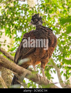 A Great Curassow sitting on a tree Stock Photo