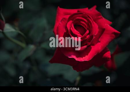 Close Up of Red Rose Bloom on Dark Background. Symbol of Love and Romance Stock Photo