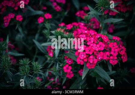 Dianthus barbatus or Sweet William. vivid red flower in garden, flower background concept Stock Photo