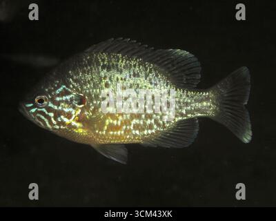 A colourful fish with bright scales, pumpkinseed sunfish (Lepomis gibbosus), swimming in isolation against a black background. Dive site Pumpwerk Rues Stock Photo