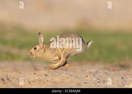Wild rabbit, Oryctolagus cuniculus, fleeing rabbit, Schleswig-Holstein, Germany Stock Photo