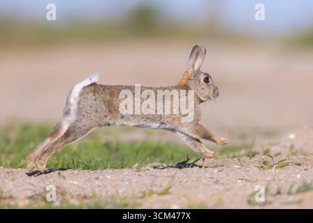 Wild rabbit, Oryctolagus cuniculus, fleeing rabbit, Schleswig-Holstein, Germany Stock Photo