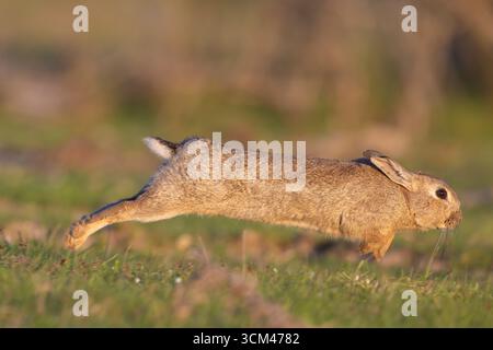 Wild rabbit, Oryctolagus cuniculus, fleeing rabbit, Schleswig-Holstein, Germany Stock Photo