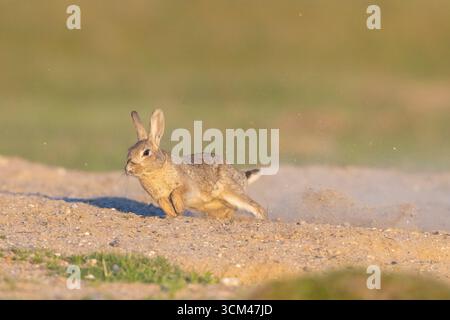Wild rabbit, Oryctolagus cuniculus, fleeing rabbit, Schleswig-Holstein, Germany Stock Photo