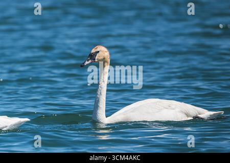 Trumpeter Swan in Lake Ontario Stock Photo