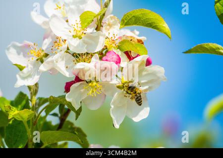 Bee on apple blossom, in Bavaria, Germany Stock Photo