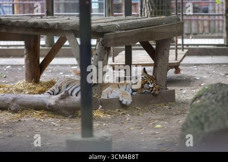 A tiger (Panthera tigris) inside a caged enclosure in an Eastern European zoo. Stock Photo