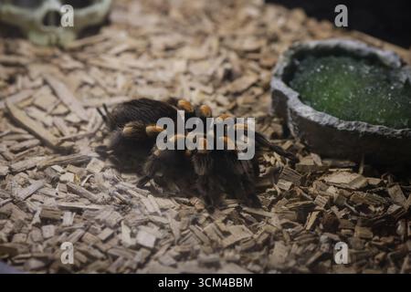 Tarantula spider in an Eastern European zoo. Stock Photo