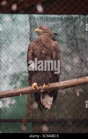 A white-tailed eagle (Haliaeetus albicilla) inside a caged enclosure in an Eastern European zoo. Stock Photo