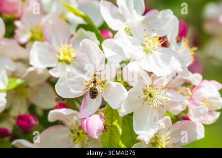 Bee on apple blossoms, Bavaria, Germany Stock Photo
