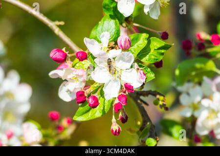 Bee on apple blossoms, Bavaria, Germany Stock Photo