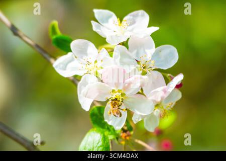Bee on apple blossoms, Bavaria, Germany Stock Photo