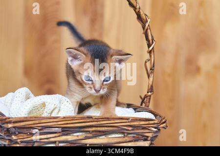 Adorable abyssinian kitten exploring wicker basket with cozy blanket in warm home setting. Stock Photo