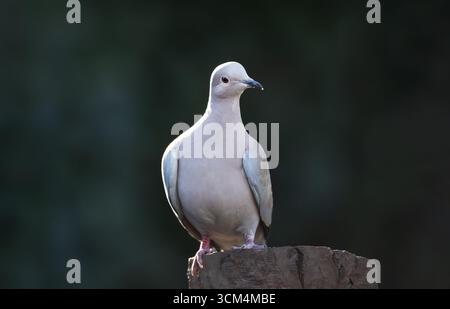 Eurasian collared dove (Streptopelia decaocto) perched on a tree stump, UK. Stock Photo