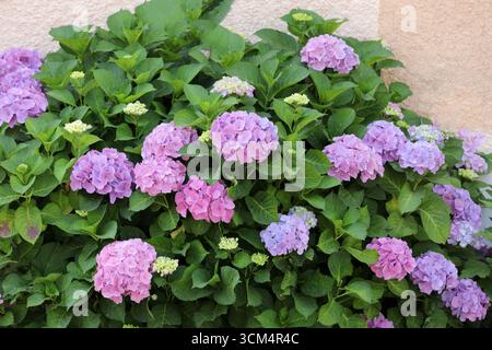 Blooming hydrangea on a house wall in summer Stock Photo