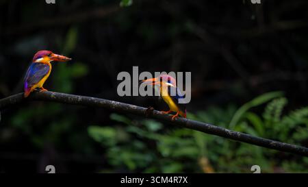 A riot of colours, Oriental Dwarf Kingfisher or ODKF birds are found in tropical, moist, dense forests, and they feed on insects, lizards, and frog Stock Photo