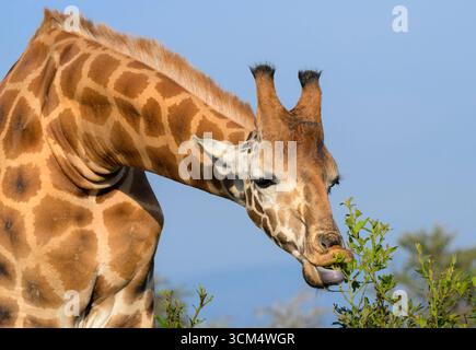 Rothschild's giraffe (Giraffa camelopardalis rothschildi)  feeding on green leaves, Lake Nakuru National Park, Kenya. Stock Photo