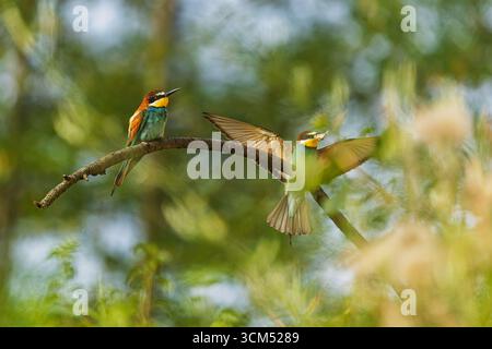 Two European bee-eaters (Merops apiaster) perched on a tree branch, one resting while the other arrives with insect prey in its beak. Stock Photo