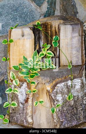 Trailing variegated ivy with green and yellow leaves spreads across rough cut wooden logs and stone wall. Decorative climbing plant often used in gard Stock Photo