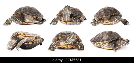 Turtle (Red-eared slider) on white background, collage Stock Photo