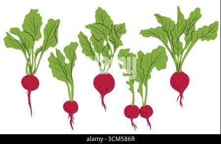 Beet seamless vector pattern. Flat vegetables with green leaves on a white background. Natural pattern with red beets Stock Vector