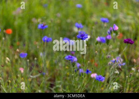 Wild vibrant spring meadow with blue wildflowers, cornflowers (Centaurea cyanus), daisies and poppies and other flower buds, Beskid Mountains, Poland. Stock Photo