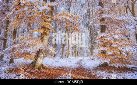 Beeches in autumn after the first snowfall, Isar Hochufer, Baierbrunn, Bavaria, Germany Stock Photo