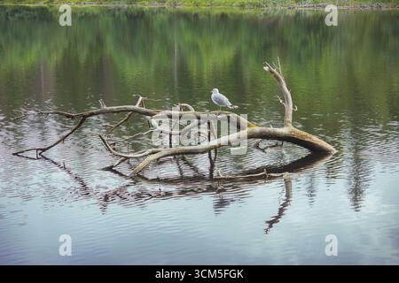 A seagull sits on a snag in the bay of a lake in calm weather on a summer day Stock Photo