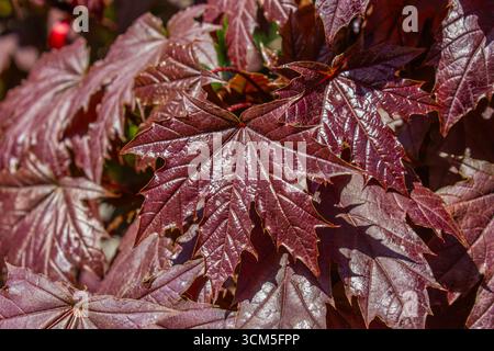 Close-up Tree branch with dark red leaves of Acer platanoides, the Norway maple Crimson King. Red Maple acutifolia Crimson King background. Autumn bac Stock Photo