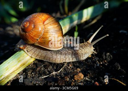 Close-up of Roman snail (Helix pomatia) crawling on soil Stock Photo