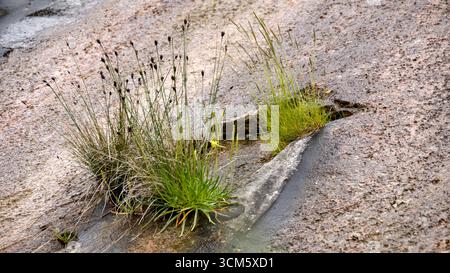 Tufts of grass growing from a cracked slate rock, highlighting nature reclaiming a rugged stone surface Stock Photo