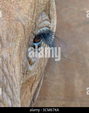 African elephant (Loxodonta africana) eye with eyelashes, close-up, Tsavo East National park, Kenya. Stock Photo