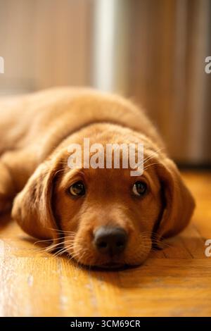 Adorable labrador red fox puppy laying on the floor while looking on the side Stock Photo