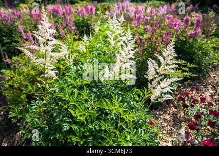 White plumes of Astilbe Bridal Veil blooming among lush green foliage in a sunny garden with soft pink astilbe flowers in the background. Stock Photo