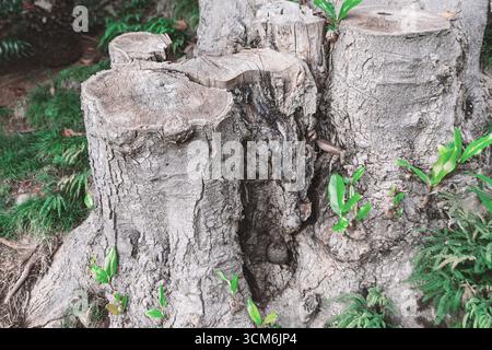 Several large tree stumps with rough bark are surrounded by fresh green sprouts emerging from their bases. Scene highlights resilience and renewal Stock Photo