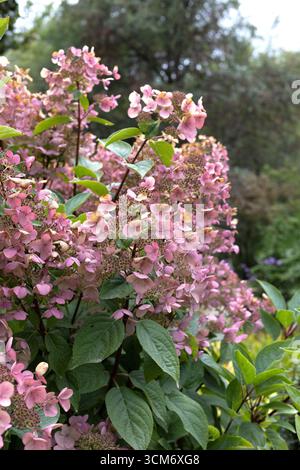 Hydrangea paniculata 'Wim's Red Stock Photo - Alamy
