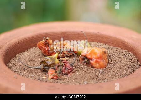 close-up of overripe chili peppers in red and green in clay pot with dark soil on blurry garden background, side view with copy space, sustainability Stock Photo