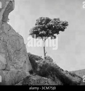 A solitary tree stands defiantly on a steep chalk cliff in Sviatohirsk, Ukrainian SSR, in this atmospheric photograph from the mid-1960s. The image captures the stark beauty of the landscape, contrasting the living tree with the soft rock face, which is covered in a patina of historical graffiti—names and dates carved by countless Soviet-era tourists. This powerful scene is not only a symbol of nature's resilience but also a document of a bygone tourist tradition, reflecting the peaceful, romantic spirit of the Khrushchev Thaw era in the famed 'Donbas Switzerland Stock Photo